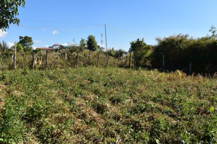 DSC_0088 (FILEminimizer)