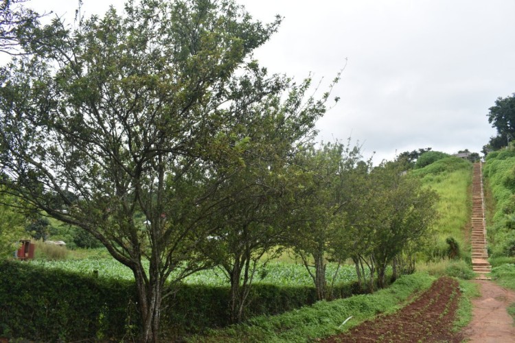 DSC_0519 (FILEminimizer)