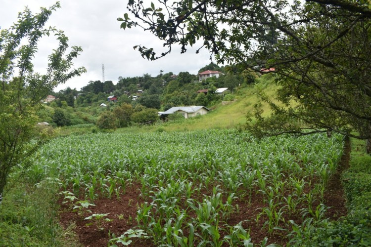 DSC_0520 (FILEminimizer)